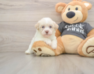 5 week old Havanese Puppy For Sale - Lone Star Pups