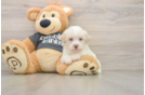 Havanese Puppy for Adoption