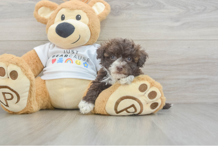 Havanese Puppy for Adoption