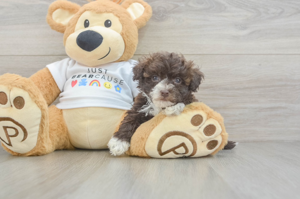 8 week old Havanese Puppy For Sale - Lone Star Pups