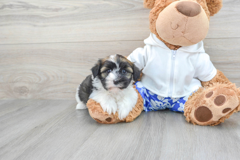 Meet Mariah - our Havanese Puppy Photo 1/3 - Lone Star Pups