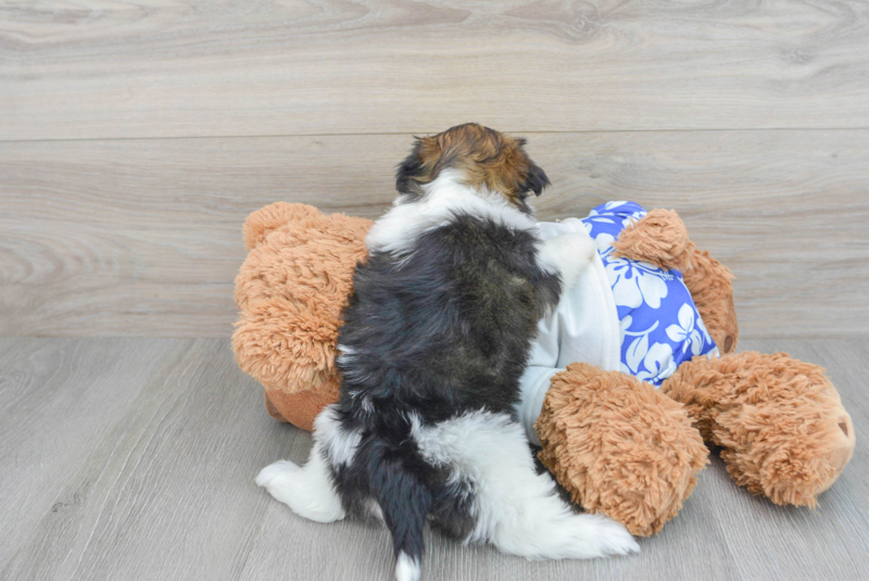 Meet Mariah - our Havanese Puppy Photo 2/3 - Lone Star Pups