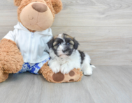 6 week old Havanese Puppy For Sale - Lone Star Pups