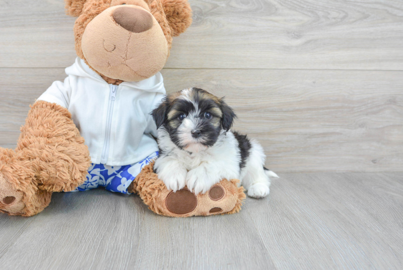 Meet Mariah - our Havanese Puppy Photo 3/3 - Lone Star Pups