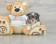 6 week old Havanese Puppy For Sale - Lone Star Pups