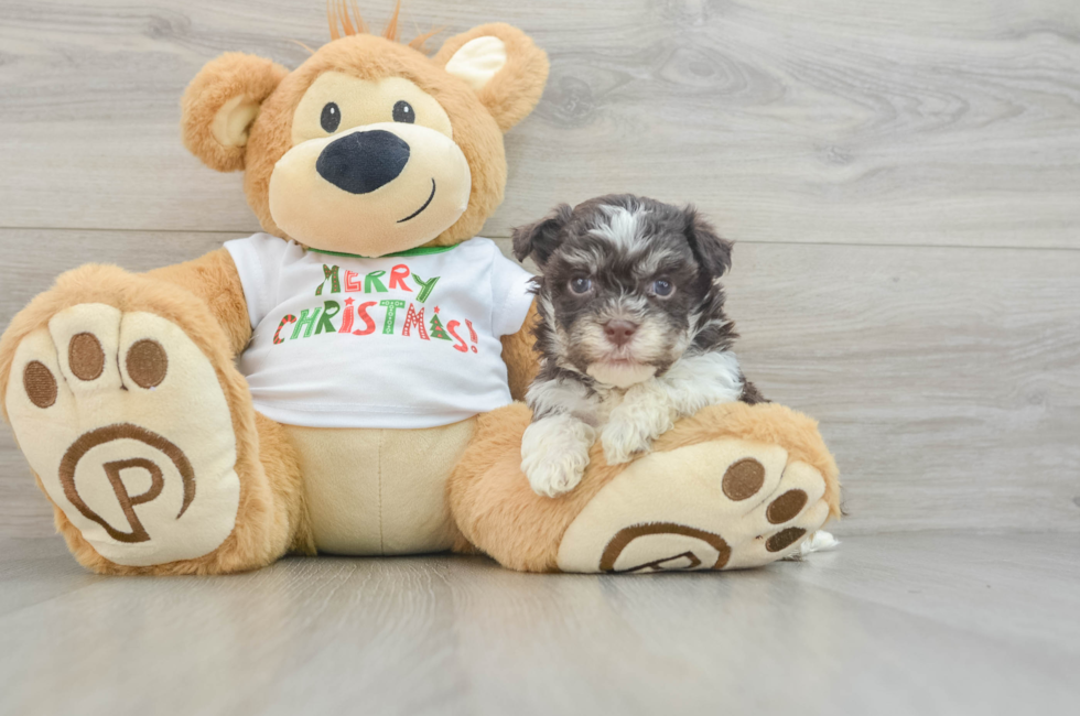 5 week old Havanese Puppy For Sale - Lone Star Pups