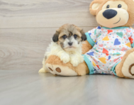 5 week old Havanese Puppy For Sale - Lone Star Pups