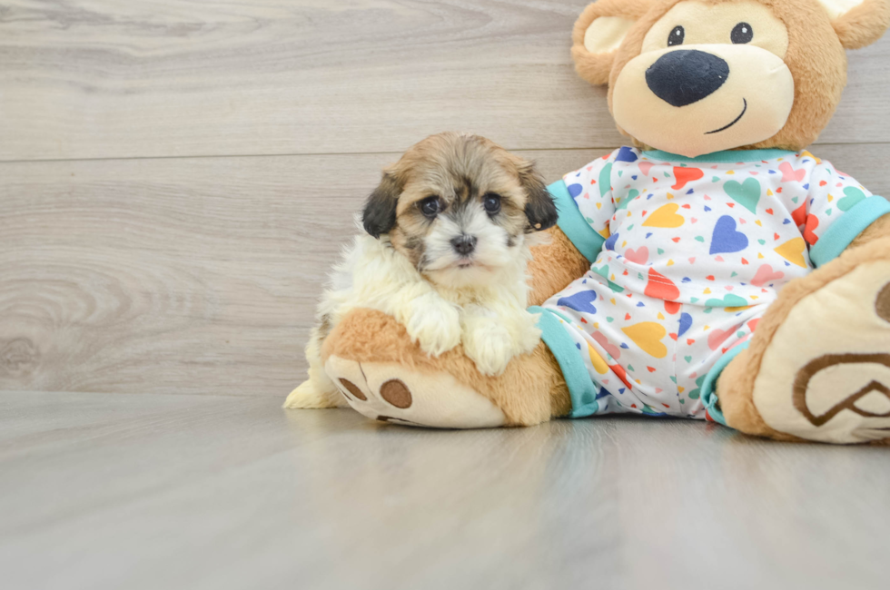 5 week old Havanese Puppy For Sale - Lone Star Pups