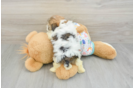 Best Havanese Baby