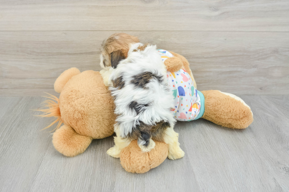 Best Havanese Baby