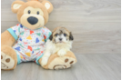 Best Havanese Baby