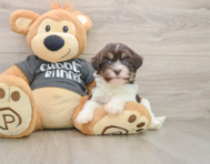 5 week old Havanese Puppy For Sale - Lone Star Pups