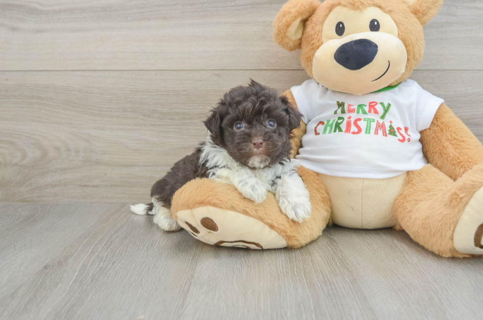 5 week old Havanese Puppy For Sale - Lone Star Pups