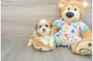 Best Havanese Baby
