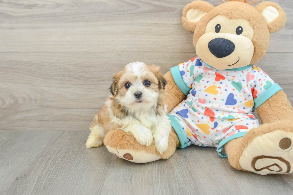 Best Havanese Baby
