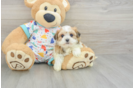 Smart Havanese Cuban Bichon Purebred Puppy