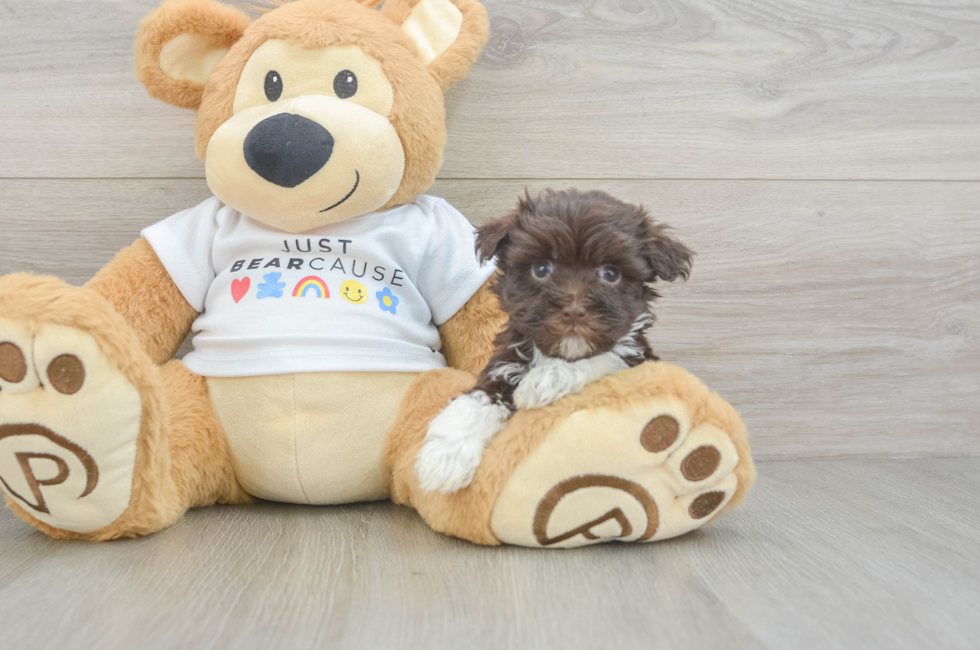8 week old Havanese Puppy For Sale - Lone Star Pups