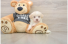 Havanese Pup Being Cute