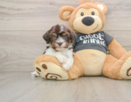 5 week old Havanese Puppy For Sale - Lone Star Pups