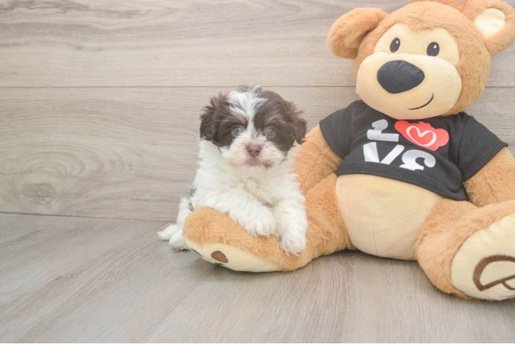 Popular Havanese Baby