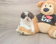 6 week old Havanese Puppy For Sale - Lone Star Pups
