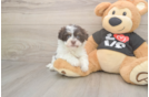 Popular Havanese Baby