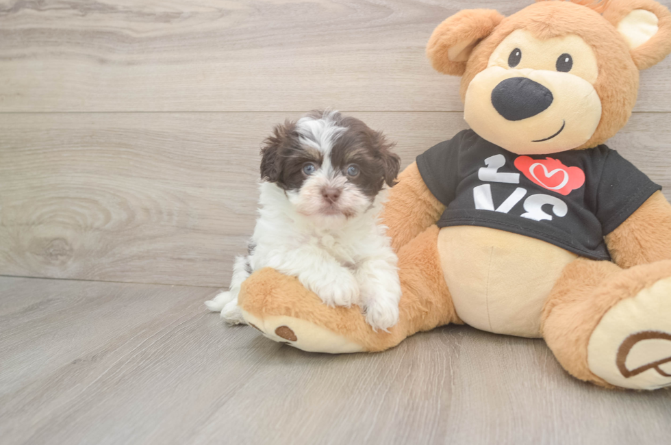 5 week old Havanese Puppy For Sale - Lone Star Pups