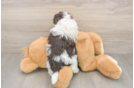 Havanese Puppy for Adoption