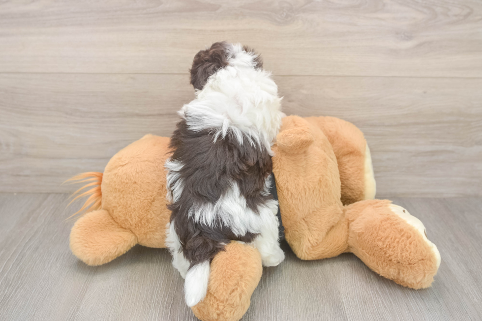 Havanese Puppy for Adoption