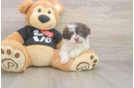 Small Havanese Purebred Pup