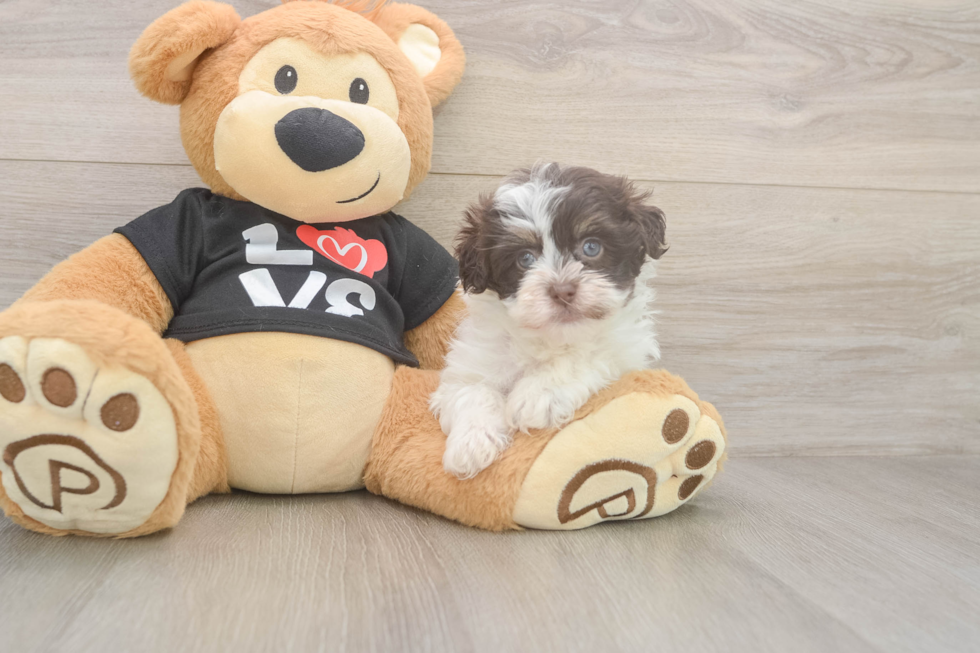 Small Havanese Purebred Pup