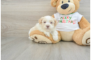 Playful Havanese Purebred Pup