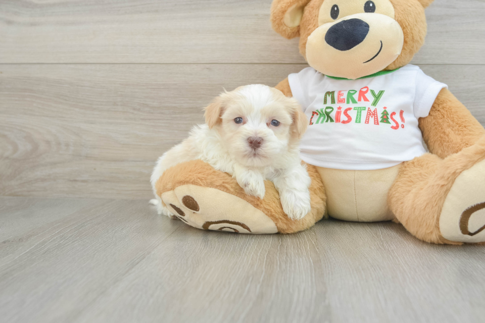 Playful Havanese Purebred Pup