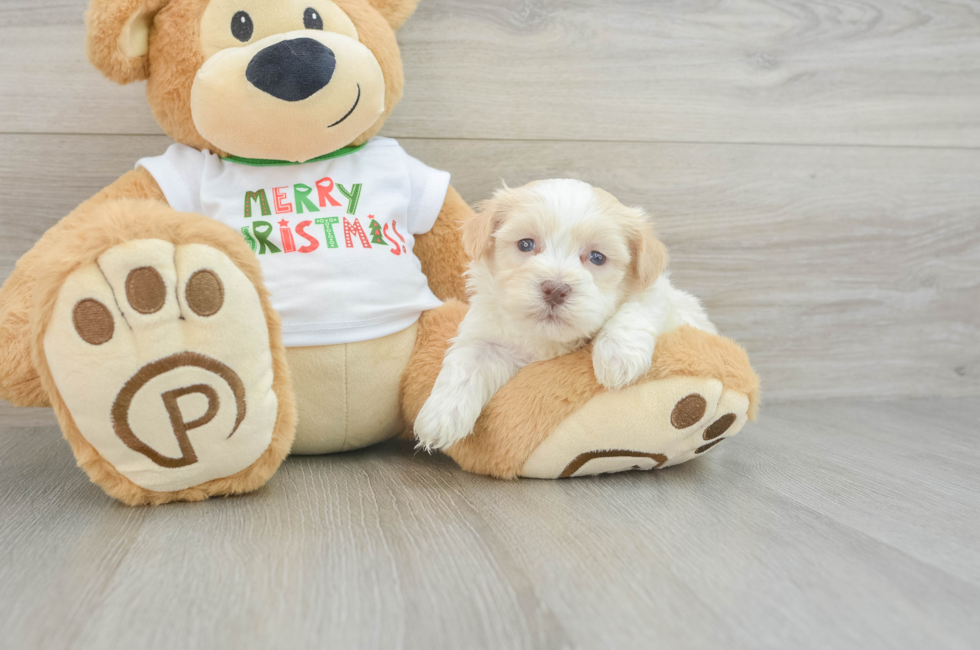 5 week old Havanese Puppy For Sale - Lone Star Pups