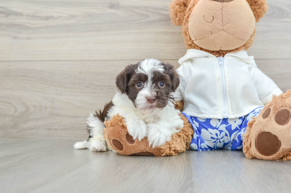 5 week old Havanese Puppy For Sale - Lone Star Pups