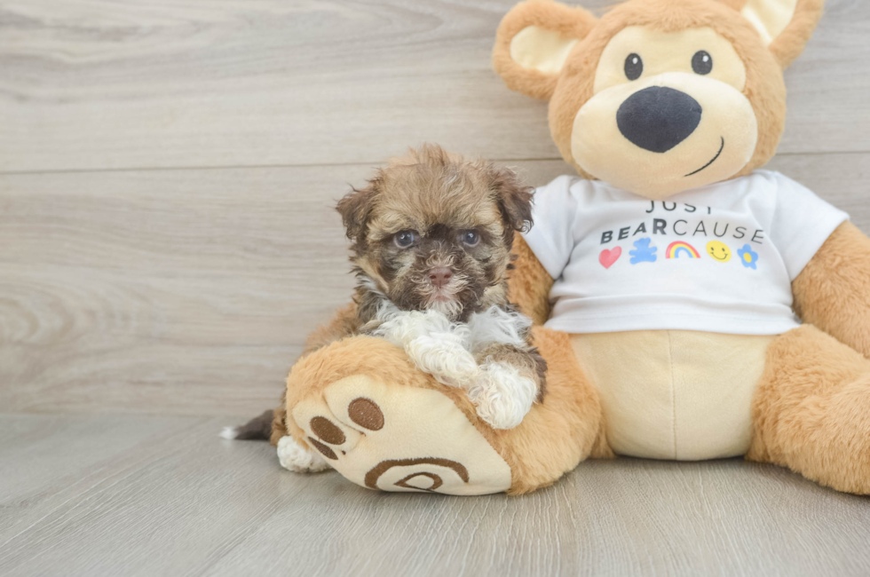8 week old Havanese Puppy For Sale - Lone Star Pups