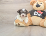 6 week old Havanese Puppy For Sale - Lone Star Pups