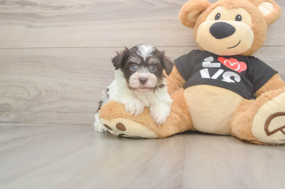 5 week old Havanese Puppy For Sale - Lone Star Pups