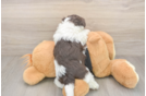Playful Havanese Baby