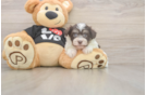 Playful Havanese Baby