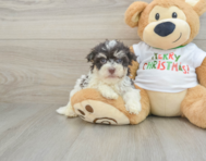 6 week old Havanese Puppy For Sale - Lone Star Pups