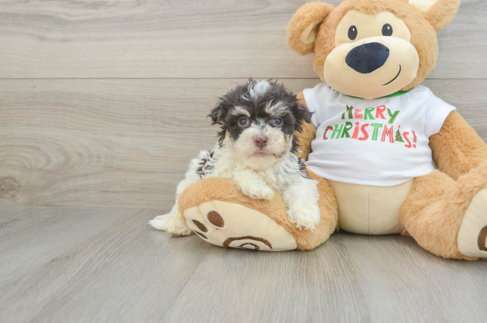 5 week old Havanese Puppy For Sale - Lone Star Pups