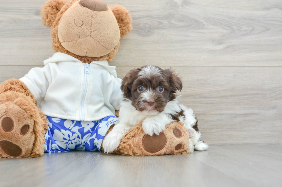 5 week old Havanese Puppy For Sale - Lone Star Pups