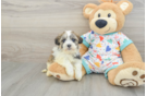 Akc Registered Havanese Baby