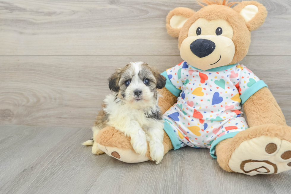 Akc Registered Havanese Baby