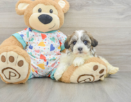 5 week old Havanese Puppy For Sale - Lone Star Pups