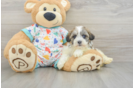 Havanese Puppy for Adoption