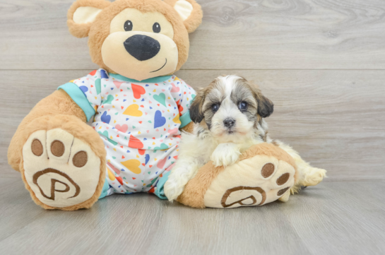 Havanese Puppy for Adoption