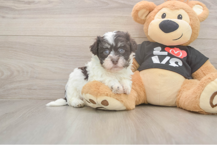 Havanese Pup Being Cute