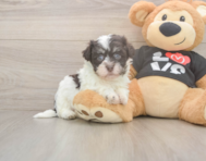 5 week old Havanese Puppy For Sale - Lone Star Pups